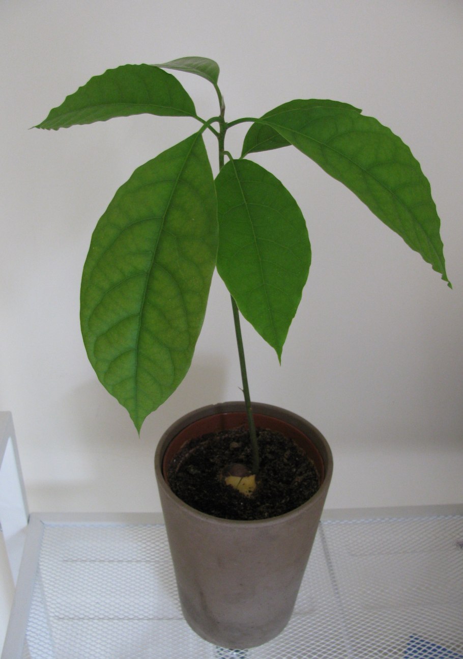 Авокадо для детей блюда