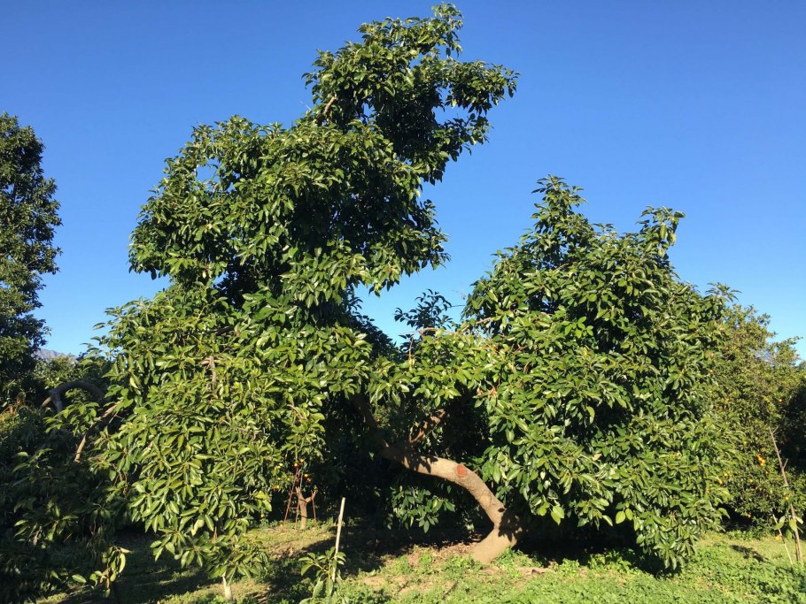 Дерево авокадо