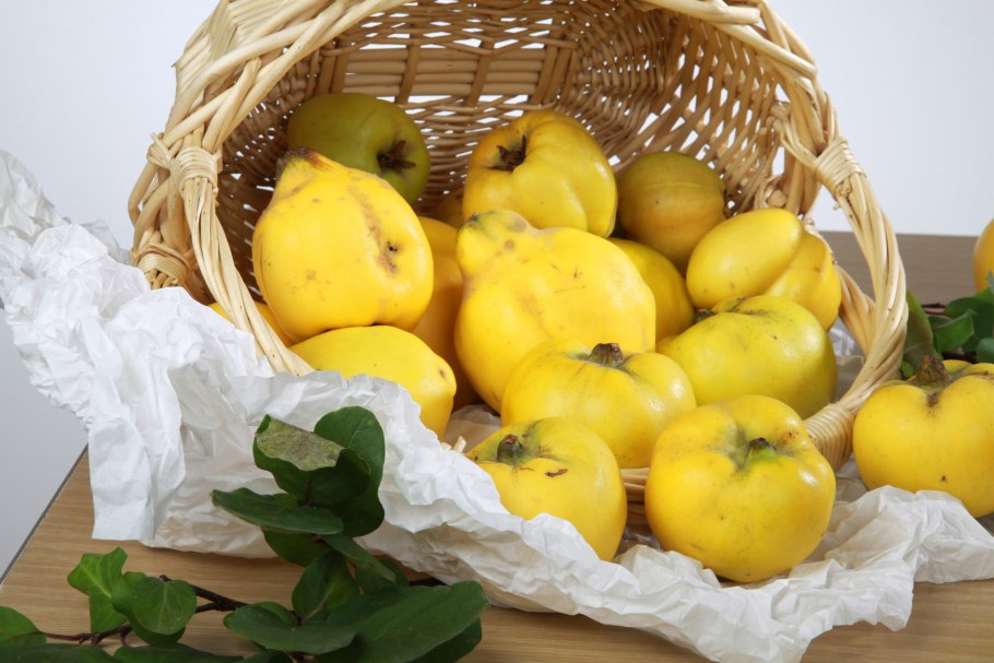 Айва Азербайджанская