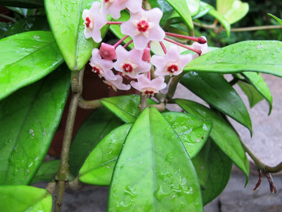 Хойя (Hoya)