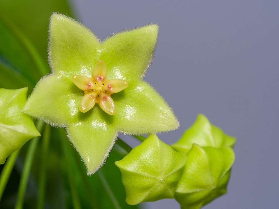 Hoya CV. Mathilde