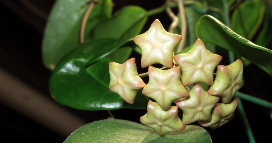 Hoya цветок