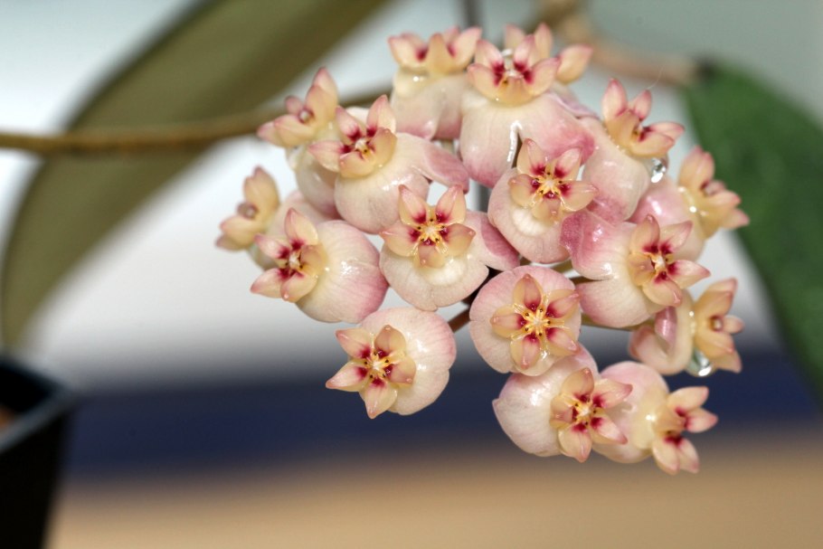 Хойя прекрасная Hoya Bella