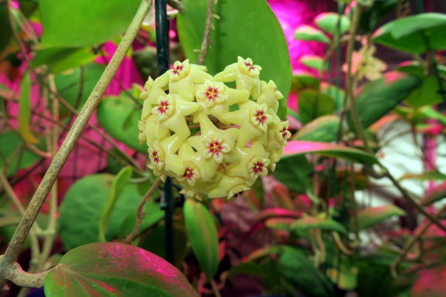 Hoya Imperialis сиреневый