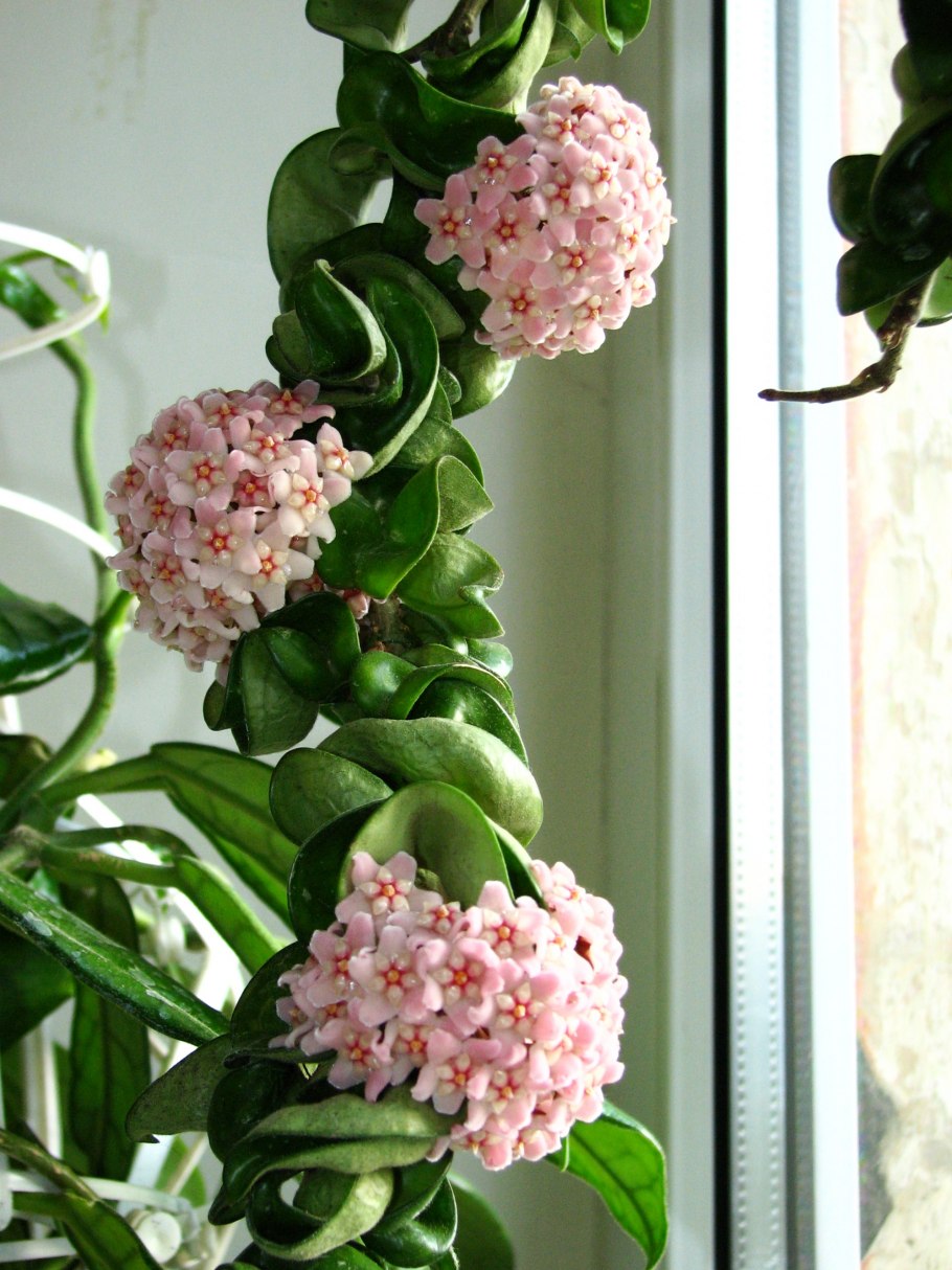 Хойя caudata