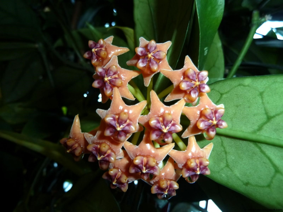 Hoya Макгилливрей