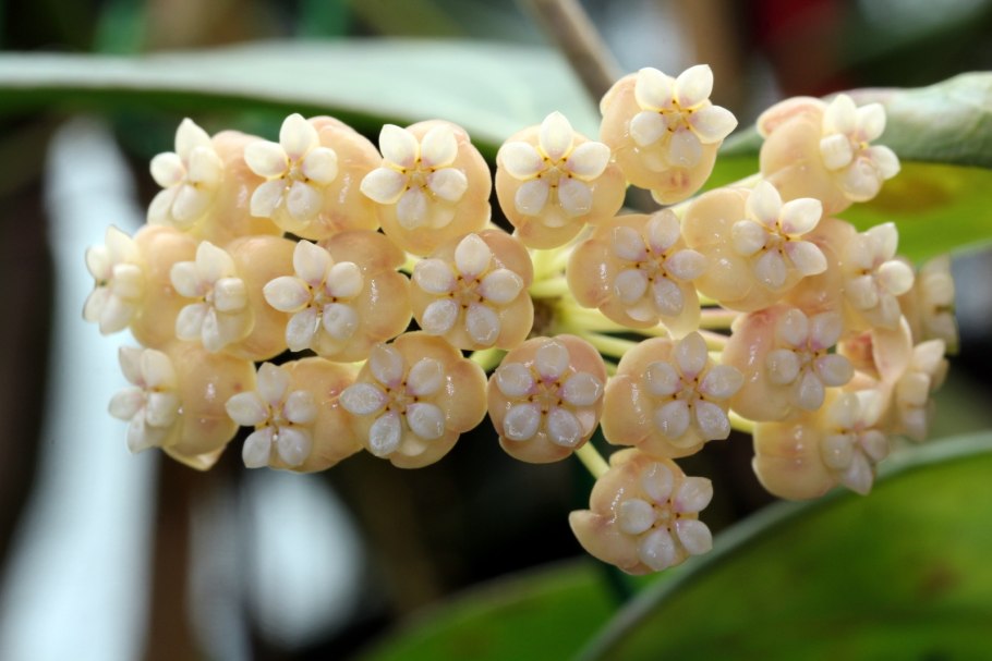 Хойя длиннолистная (Hoya longifolia)
