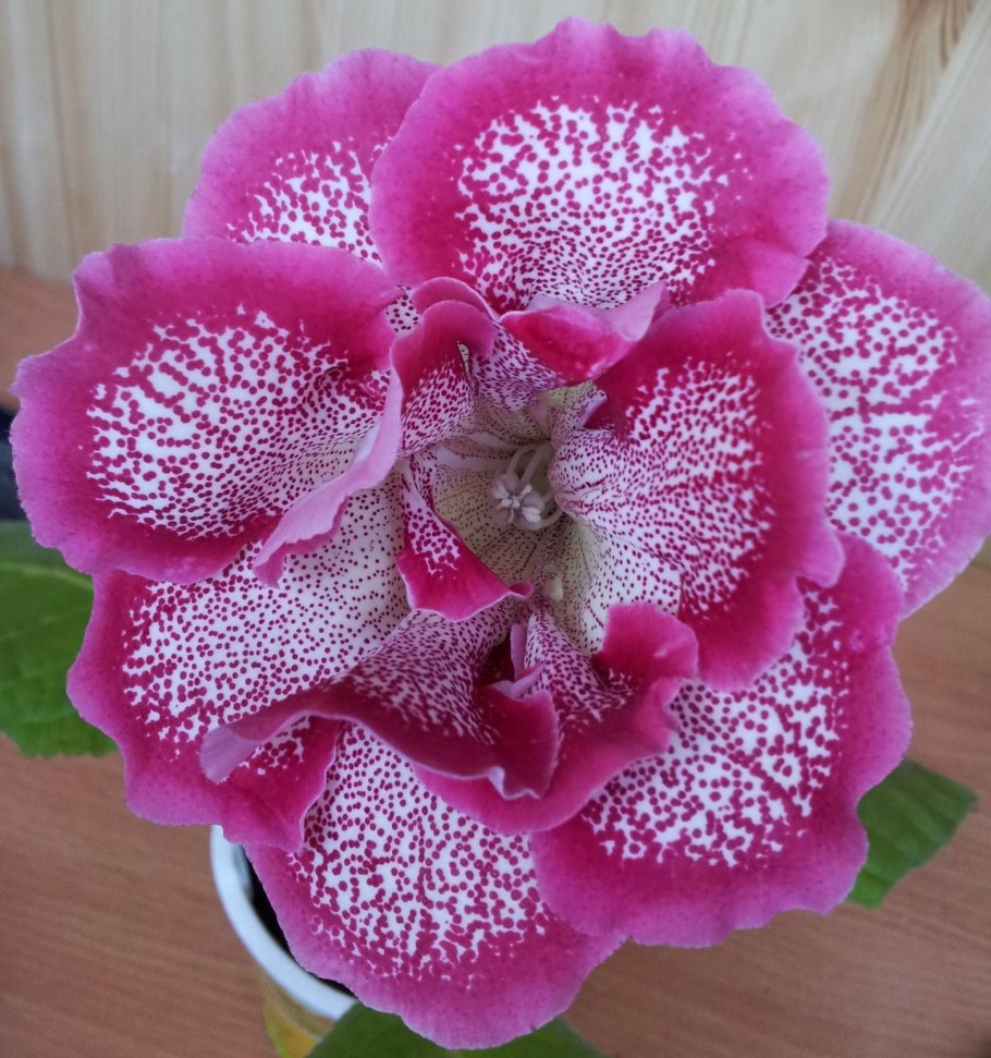 Глоксиния обыкновенная