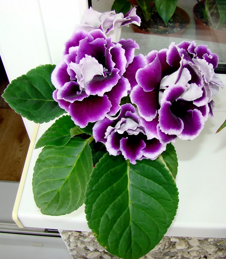 Глоксиния Наполеон махровая