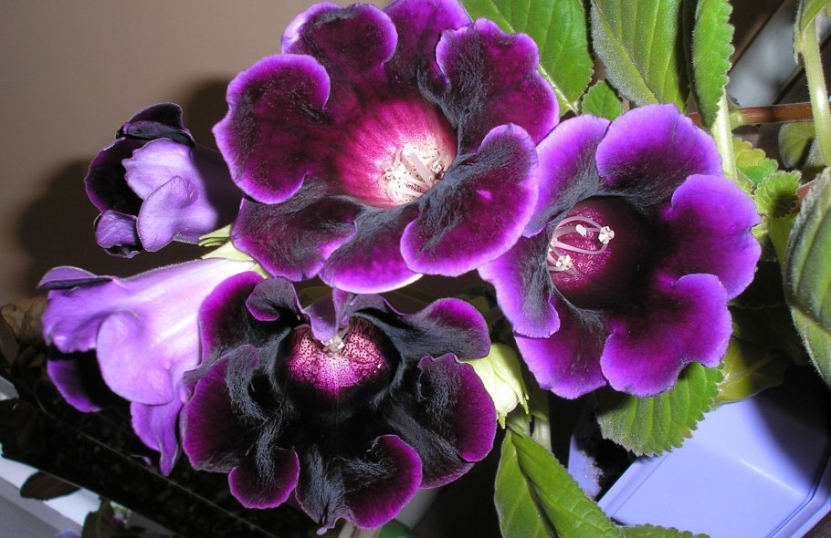 Цветок глоксиния Королевская