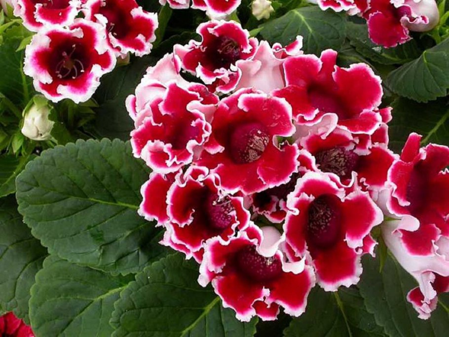 Глоксиния синнингия