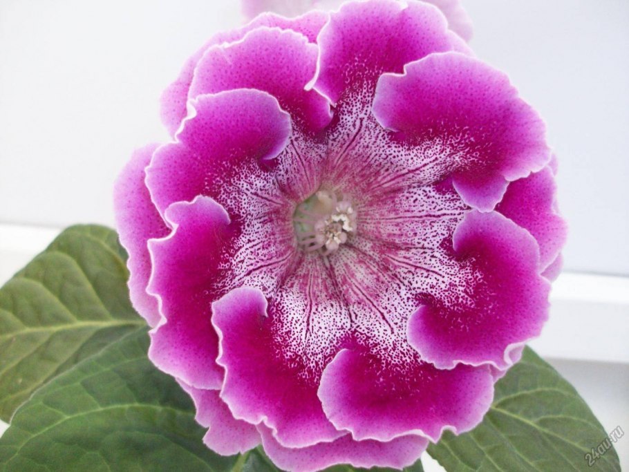 Глоксиния Персей