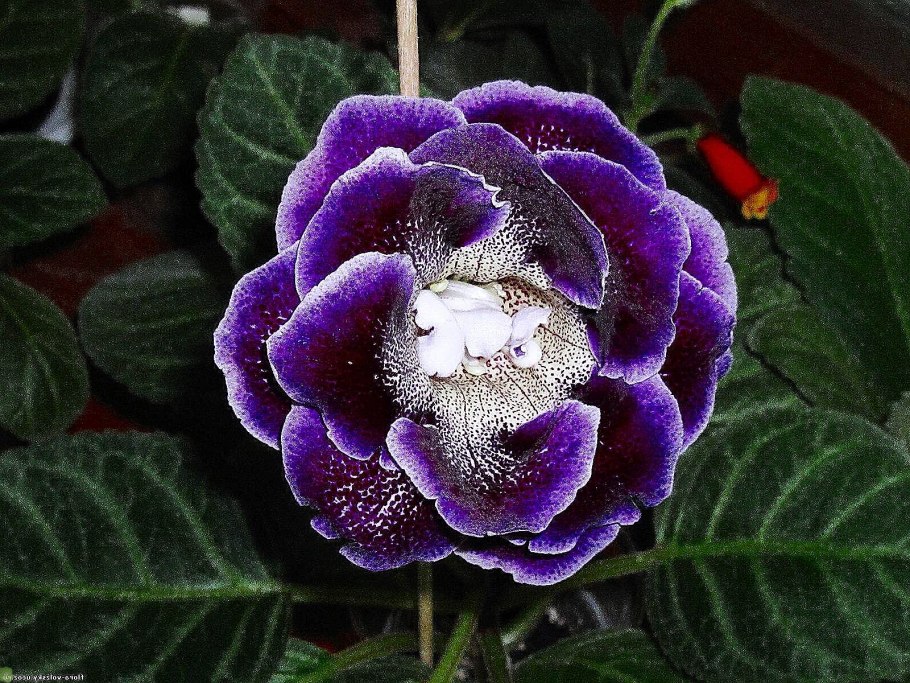 Глоксиния креолка