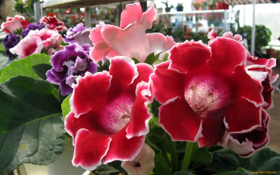 Родина глоксинии Южная Америка.