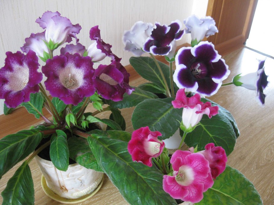 Комнатные цветы глоксиния