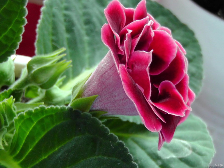 Глоксиния Брокада синяя