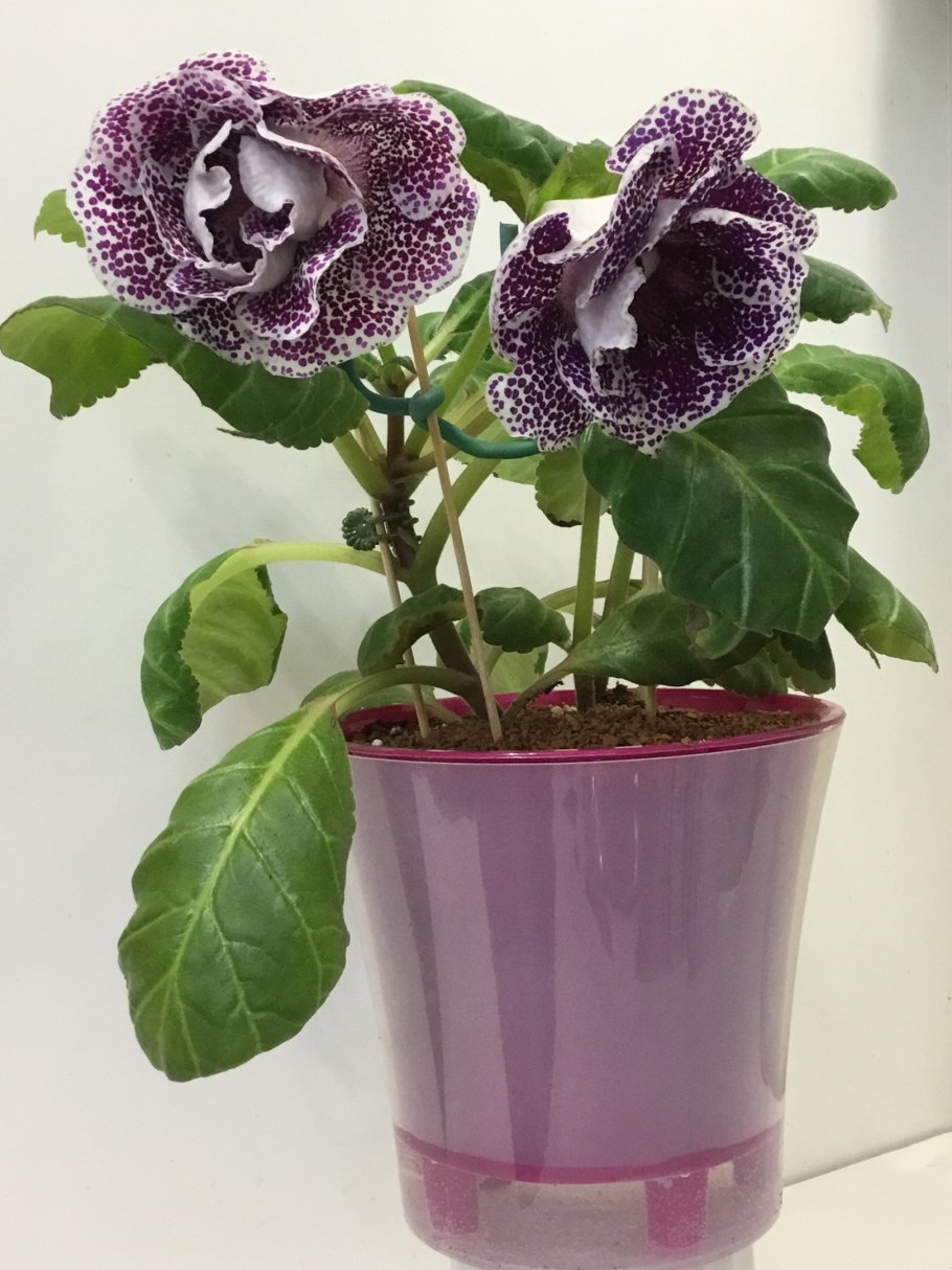 Глоксиния зимняя вишня