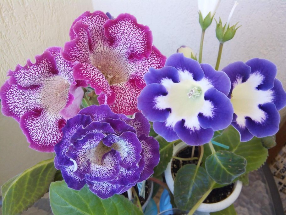 Глоксиния Тигрина микс