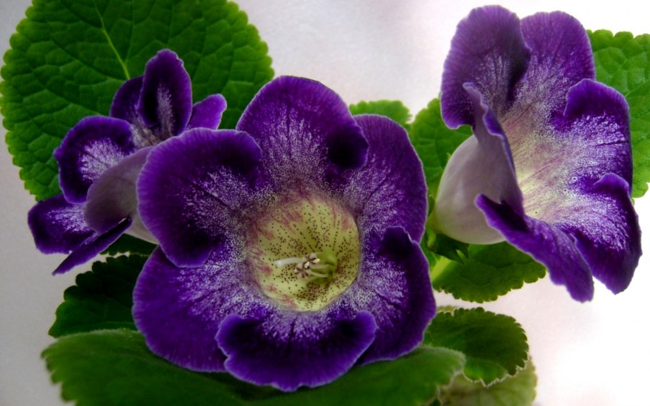 Глоксиния обыкновенная