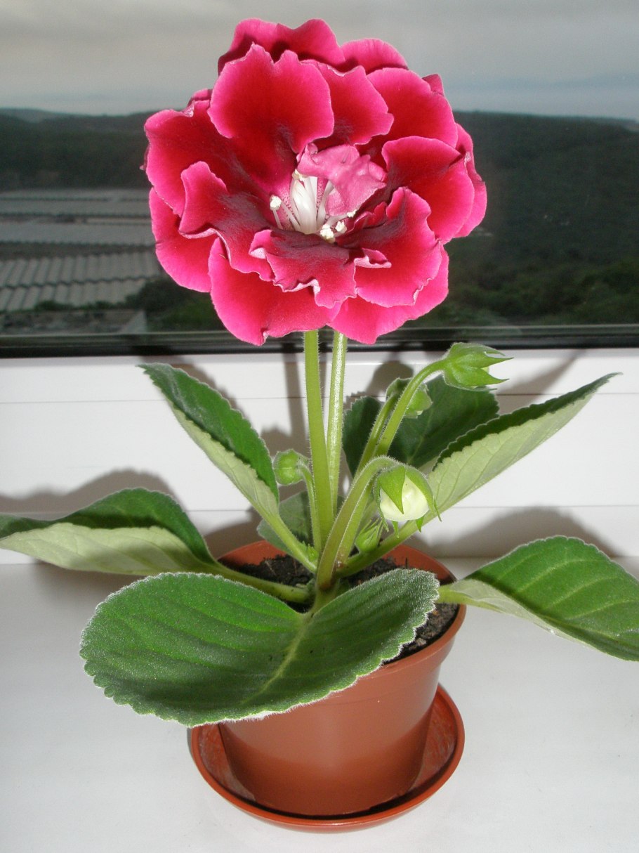 Глоксиния Есения