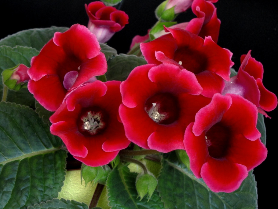 Глоксиния примула