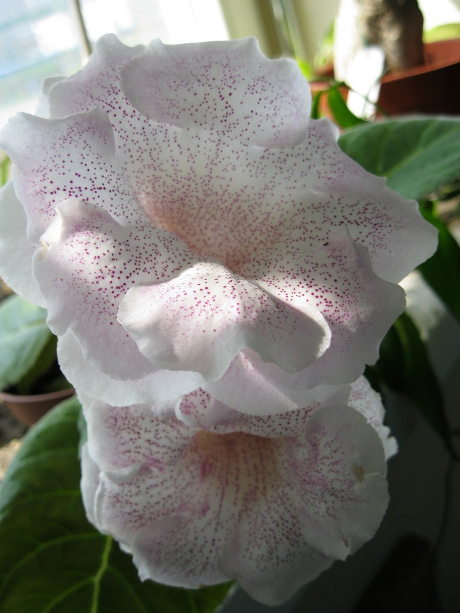 Глоксиния Жасмин