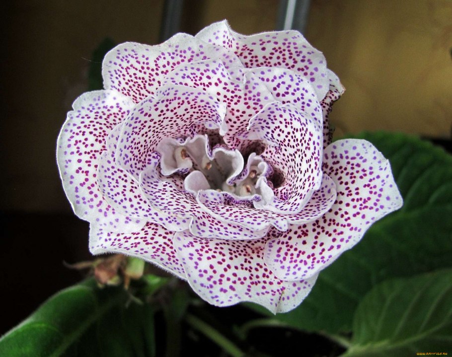 Глоксиния РАМЗЕС