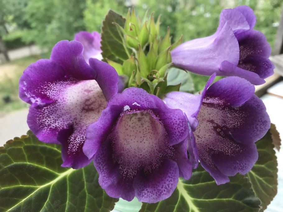 Глоксиния Тидея