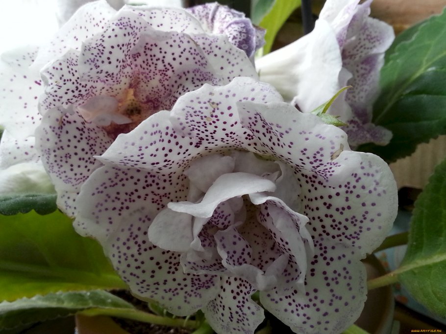 Глоксиния синнингия