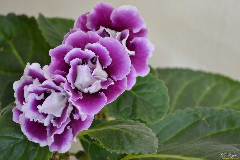 Глоксиния синнингия