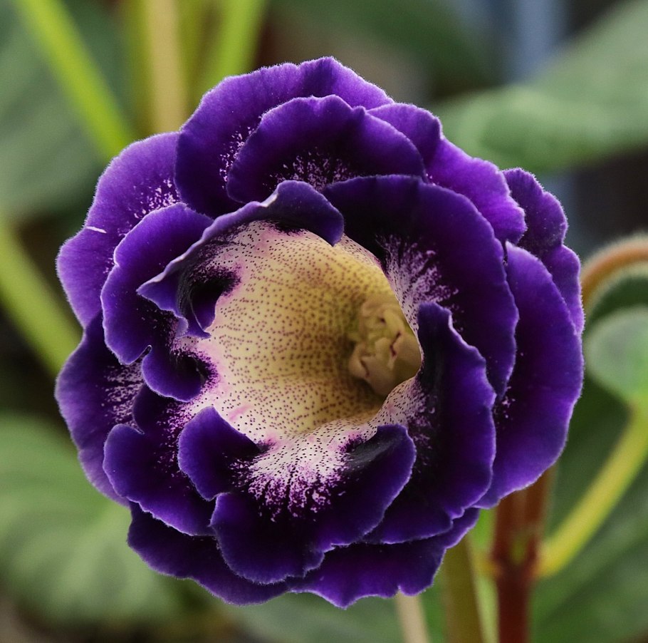 Глоксиния Криспа Метеор