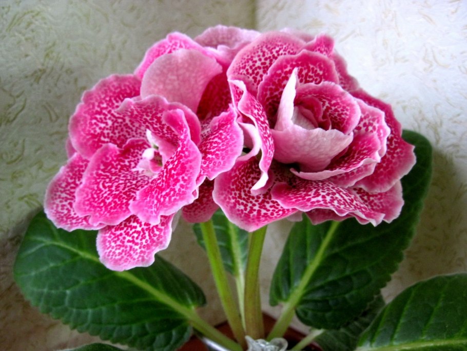 Глоксиния пижон