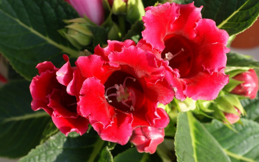 Глоксиния колокольчик комнатная