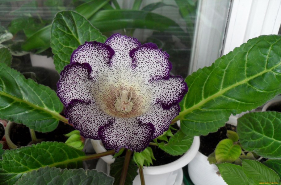 Глоксиния синнингия