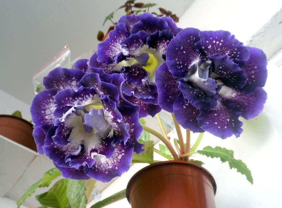 Глоксиния Шаганэ махровая