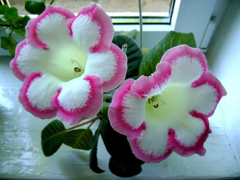 Глоксиния Розалинда