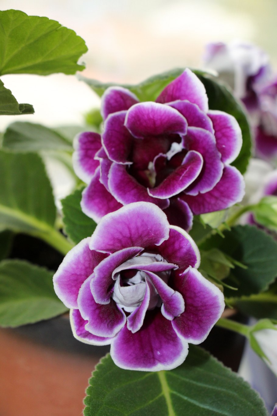 Глоксиния бургунди Квин