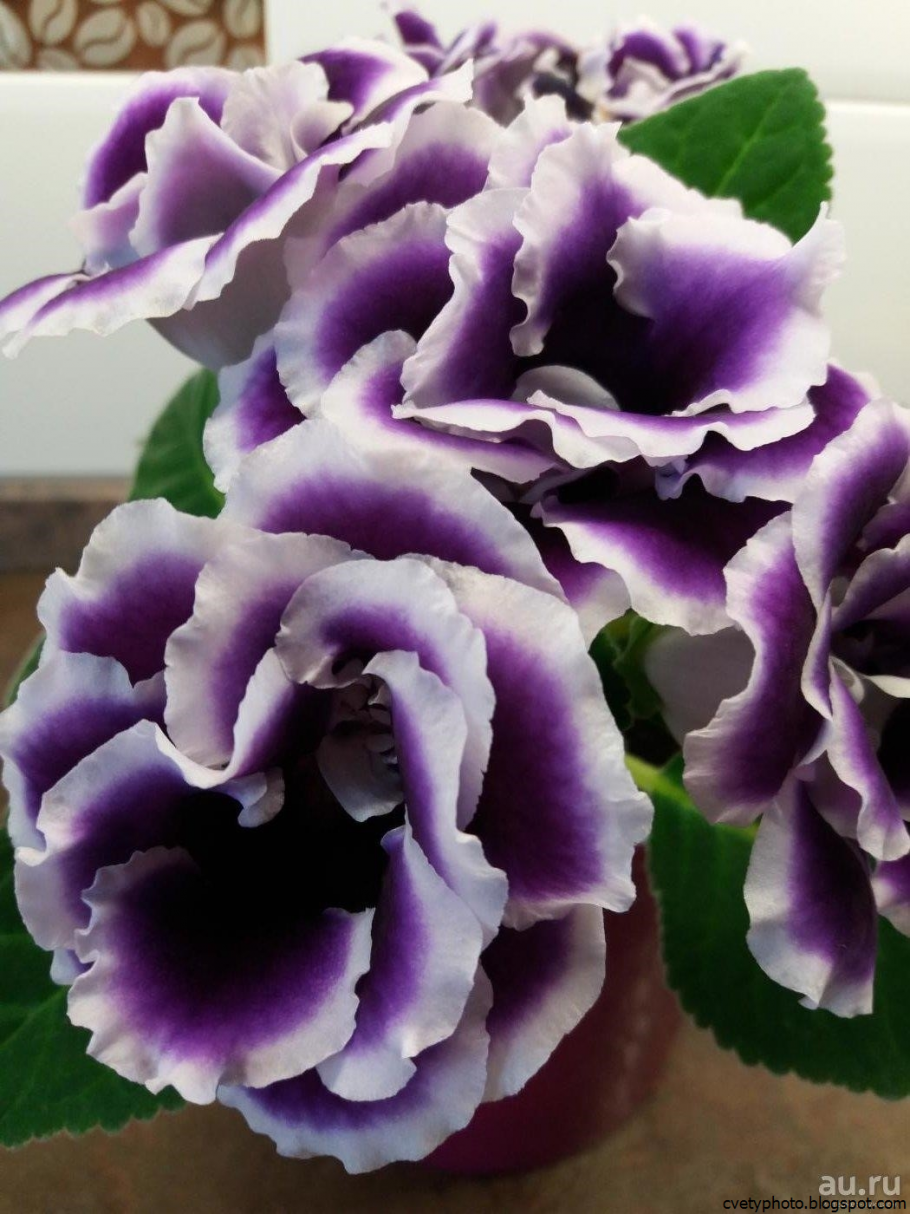 Глоксиния Брокада синяя