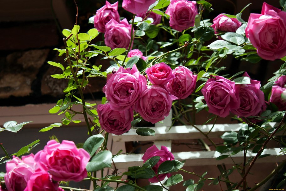 Цветущий куст розы