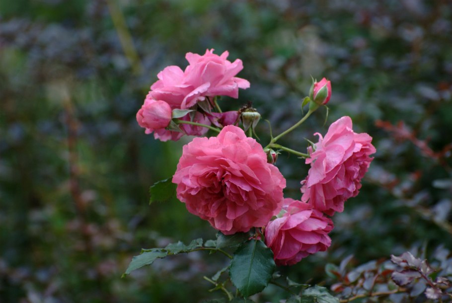 Роза флорибунда Манора