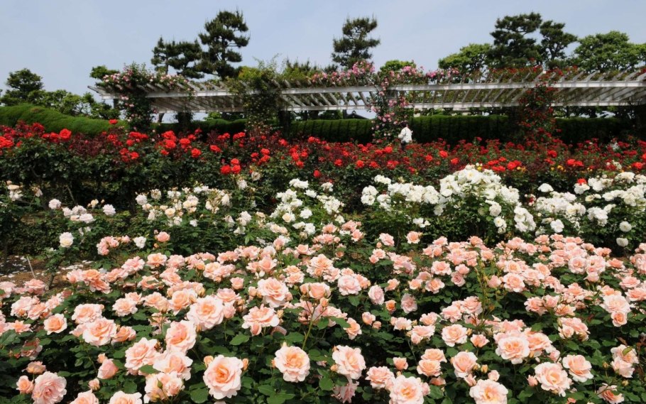 Моноцветник розарий