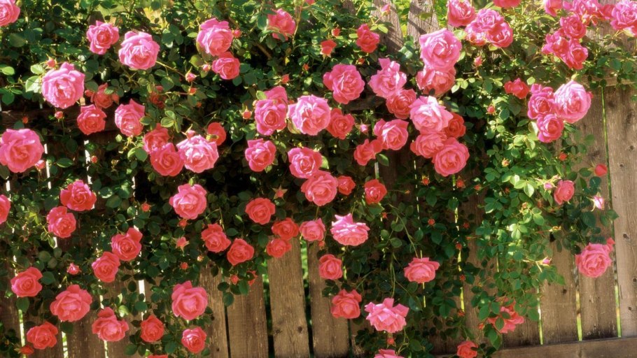 Живая изгородь из кустовой розы