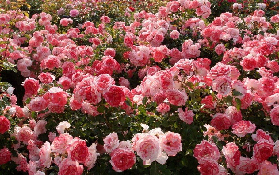 Роза Роуз Гарден