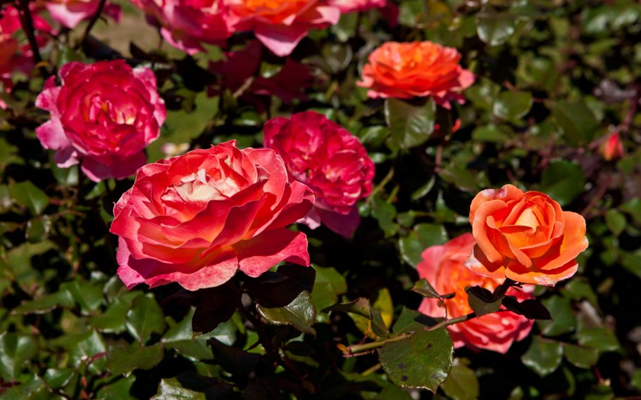 Роза многоцветная куст