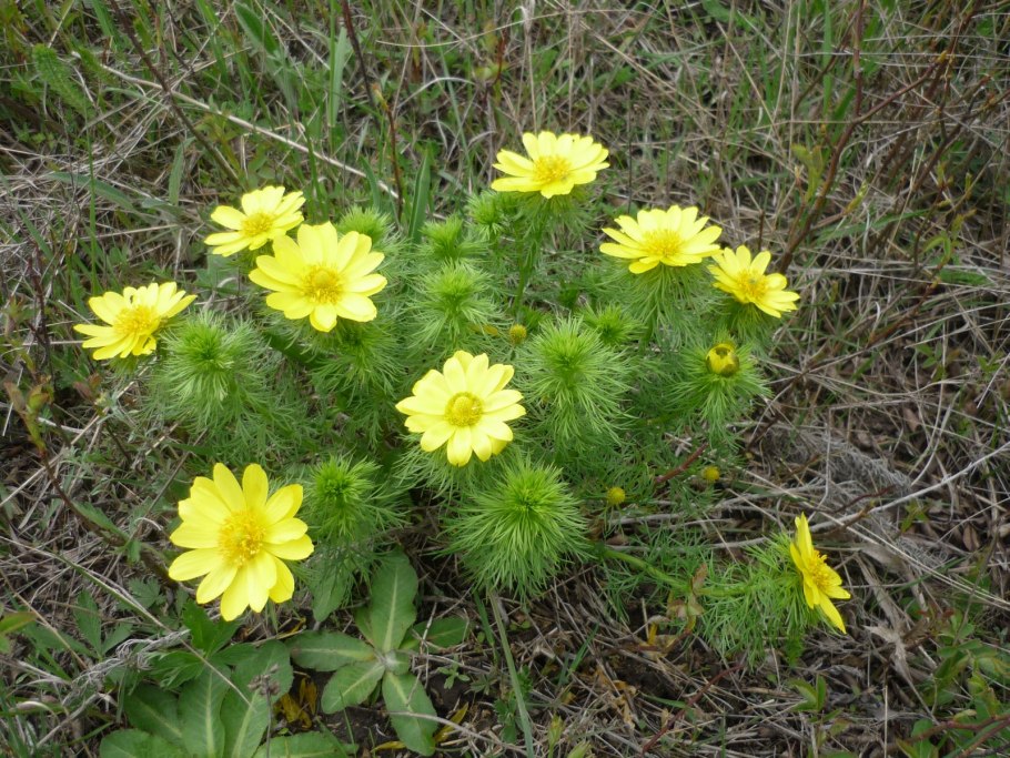 Горицвет весенний (Adonis vernalis)