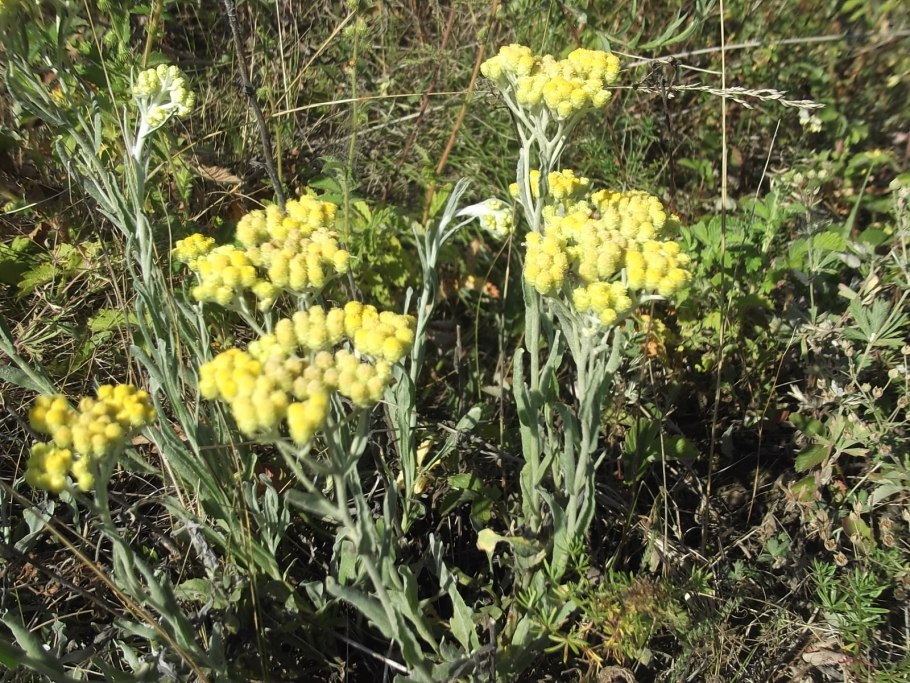 Степной бессмертник песчаный