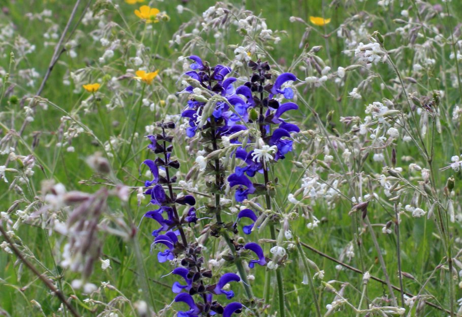 Живучка шалфей Луговой