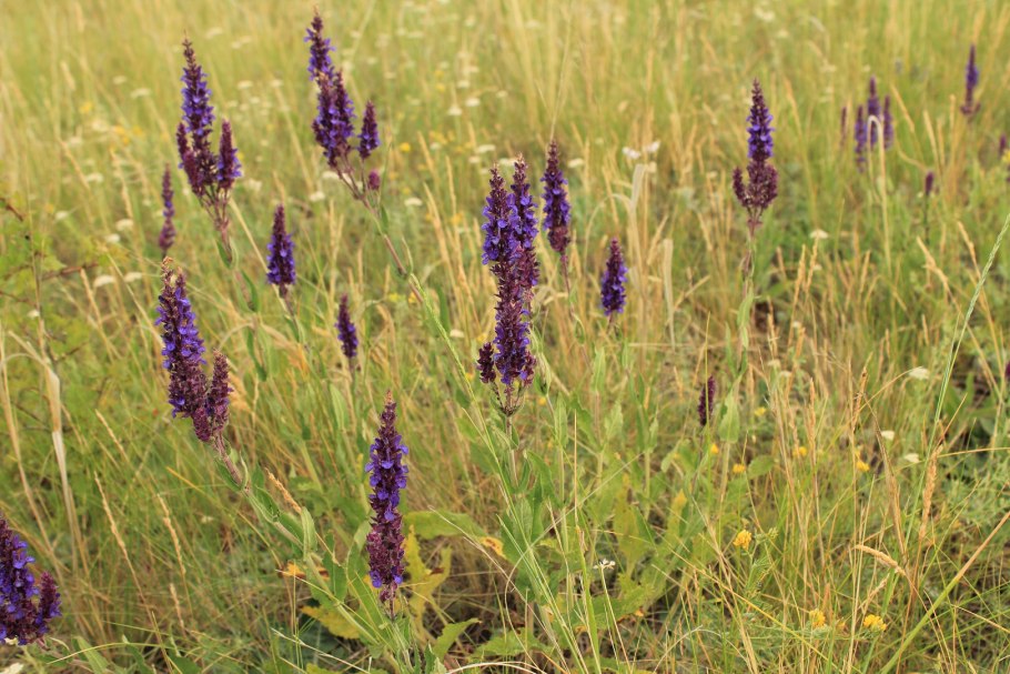 Шалфей Степной растение