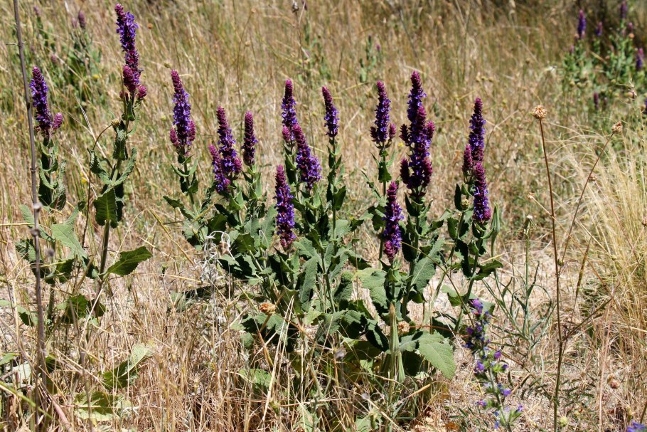 Шалфей остепненный