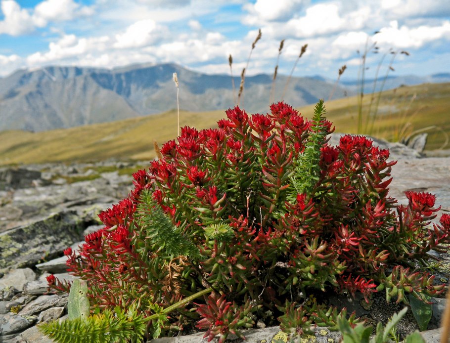 Родиола розовая Rhodiola rosea